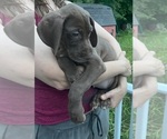 Small Photo #177 Great Dane Puppy For Sale in SPRAGGS, PA, USA