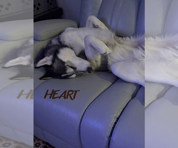 Medium Photo #4 Siberian Husky Puppy For Sale in Severn, MD, USA