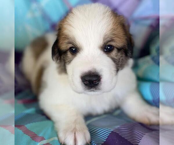Medium Photo #4 Great Pyrenees-Unknown Mix Puppy For Sale in San Diego, CA, USA
