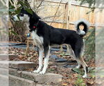 Small #2 Siberian Husky Mix
