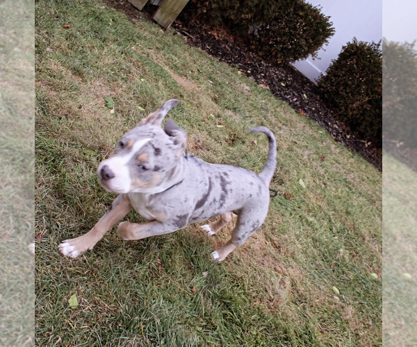 Medium Photo #5 American Bully Puppy For Sale in NORWALK, CT, USA
