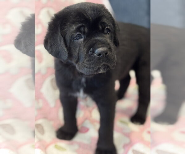 Medium Photo #6 Labrador Retriever-Unknown Mix Puppy For Sale in San Diego, CA, USA