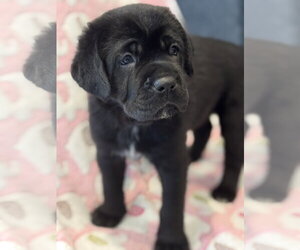 Charlotte's Puppy Lily - Female Labrador Retriever-Unknown Mix Dog for Adoption - Photo #6
