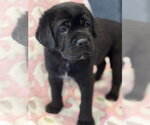 Small Photo #6 Labrador Retriever-Unknown Mix Puppy For Sale in San Diego, CA, USA