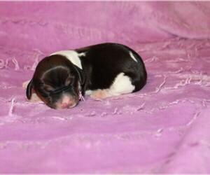 Dachshund Puppy for sale in BLOOMINGTON, IN, USA