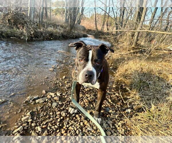 Medium Photo #18 American Staffordshire Terrier-Unknown Mix Puppy For Sale in Sayreville, NJ, NJ, USA