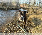 Small #17 American Staffordshire Terrier Mix