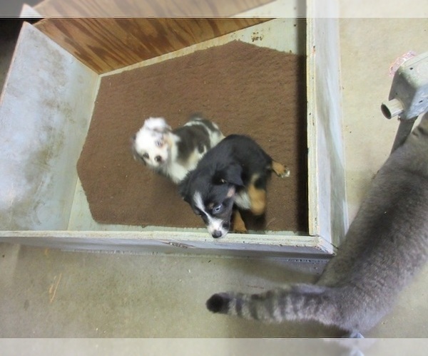 Medium Photo #2 Australian Shepherd Puppy For Sale in AUBURN, IN, USA