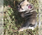 Small Photo #12 French Bulldog Puppy For Sale in DALLAS, NC, USA