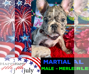 French Bulldog Puppy for sale in HEATHROW, FL, USA