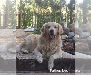 Father of the Golden Retriever puppies born on 05/03/2022