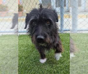 Mutt Dogs for adoption in Downey, CA, USA