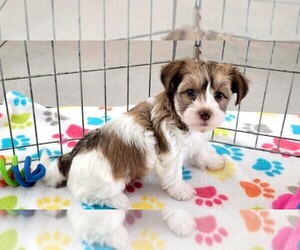 Havashire Puppy for sale in ORO VALLEY, AZ, USA