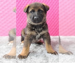 German Shepherd Dog Puppy for sale in WARREN, MA, USA