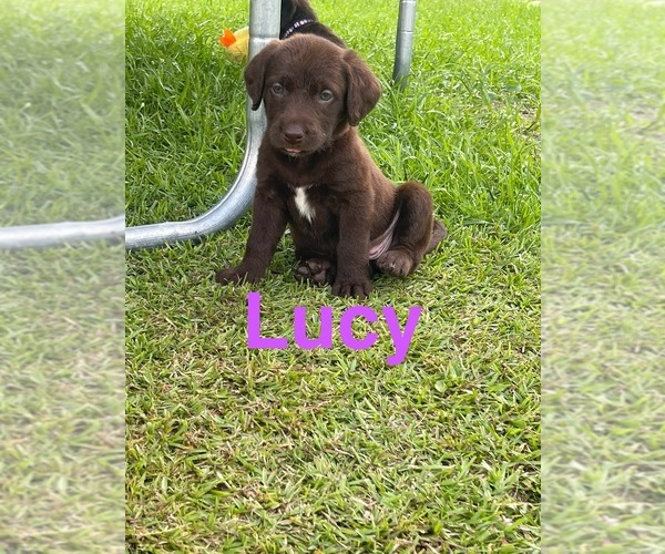 Medium Photo #8 Labradoodle Puppy For Sale in GEORGETOWN, SC, USA