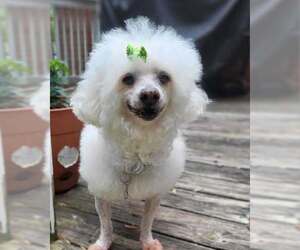 Poochon Dogs for adoption in Pacolet, SC, USA