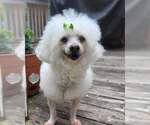 Small Poochon