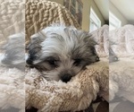 Small Photo #18 Mal-Shi Puppy For Sale in ROGERS, MN, USA