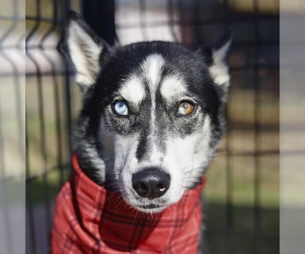 Medium Photo #1 Siberian Husky Puppy For Sale in San Antonio, TX, USA