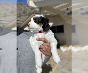 Bernedoodle Puppy for sale in PHOENIX, AZ, USA