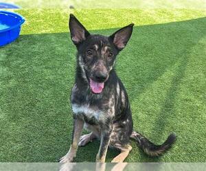 Medium German Shepherd Dog Mix