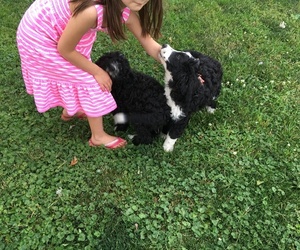 Bernedoodle Puppy for sale in PERU, IN, USA