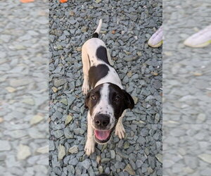 Great Dane-Unknown Mix Dogs for adoption in Waterford, VA, USA