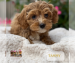 Small #6 Cavapoo