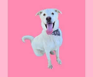 German Shepherd Dog Dogs for adoption in Bakersfield, CA, USA