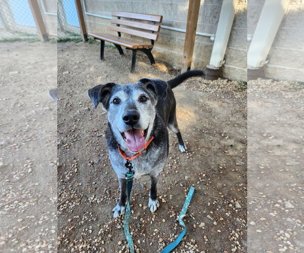 Medium Photo #7 Mutt Puppy For Sale in Philadelphia, PA, USA