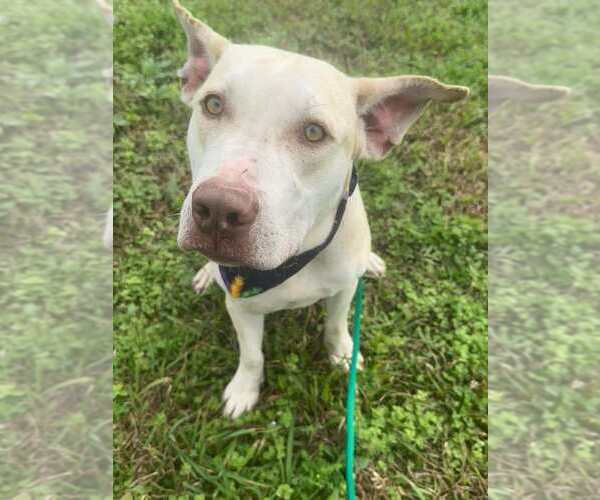 Medium Photo #3 Mutt Puppy For Sale in Abbeville, LA, USA