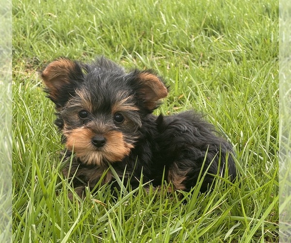 Medium Photo #1 Yorkshire Terrier Puppy For Sale in CANOGA, NY, USA