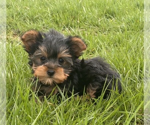 Yorkshire Terrier Puppy for sale in CANOGA, NY, USA