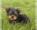 Small Yorkshire Terrier