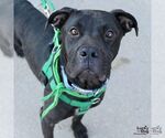 Small #14 American Pit Bull Terrier-Labrador Retriever Mix