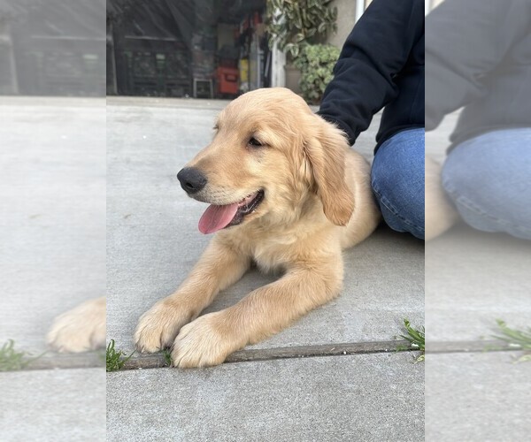 Medium Photo #3 Golden Retriever Puppy For Sale in MERCED, CA, USA