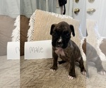 Small #6 Boxer