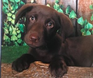 Labrador Retriever Puppy for sale in JASPER, GA, USA