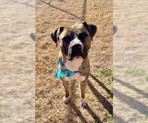 Mutt Dogs for adoption in Tulsa, OK, USA