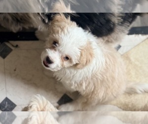 Aussiedoodle Miniature  Puppy for sale in ANTHEM, AZ, USA