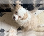 Small Aussiedoodle Miniature 