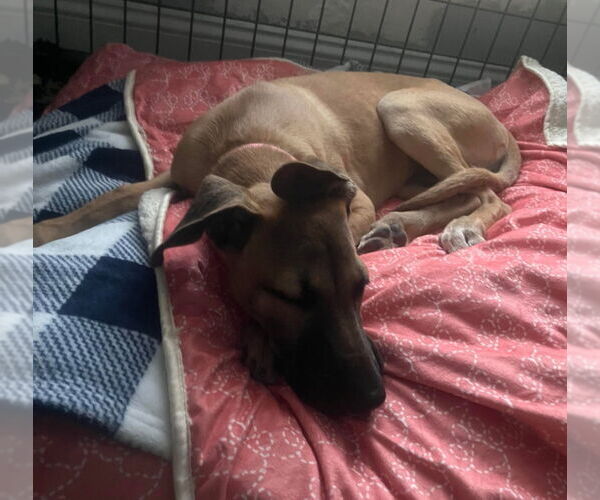 Medium Photo #6 Great Dane-Unknown Mix Puppy For Sale in Bullard, TX, USA