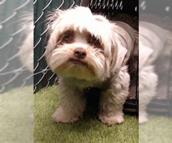 Medium Photo #1 Shih Tzu-Unknown Mix Puppy For Sale in Downey, CA, USA