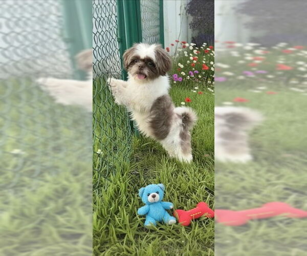 Medium Photo #1 Shih Tzu Puppy For Sale in Weston, FL, USA