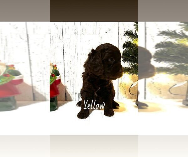 Medium Photo #2 Springerdoodle Puppy For Sale in TERRE HAUTE, IN, USA