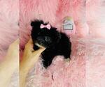 Small #7 Shih-Poo