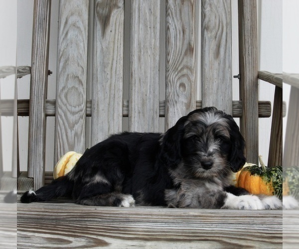 Medium Photo #6 Aussiedoodle Puppy For Sale in FREDERICKSBURG, OH, USA