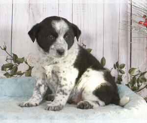 Australian Cattle Dog Puppy for sale in PENNS CREEK, PA, USA
