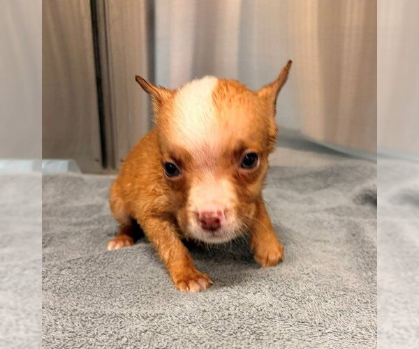 Medium Photo #1 Mutt Puppy For Sale in Baytown, TX, USA