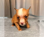 Small Mutt